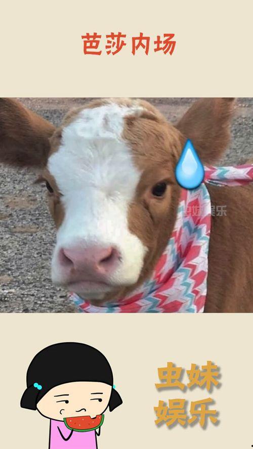 娱乐吃瓜酱小动物视频下载,小动物视频下载攻略，轻松捕获萌宠瞬间